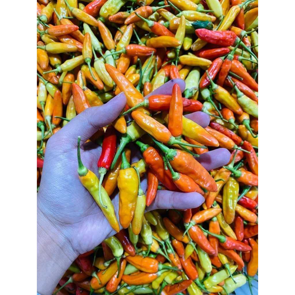 

Cabe Rawit Merah Fresh 500gr – Pedas Segar Langsung Petani – Cabai Rawit Super Harian