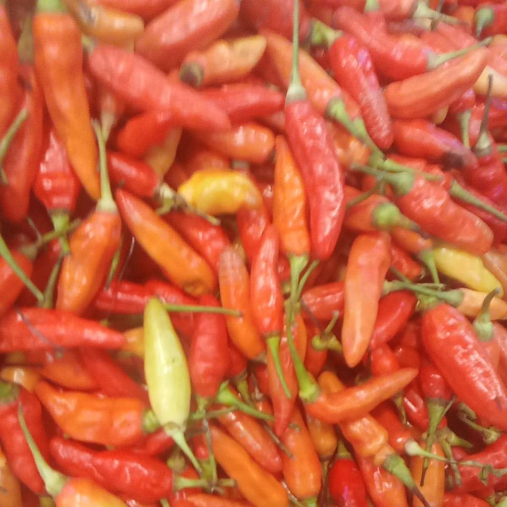 

rawit merah ori / cabe rawit merah