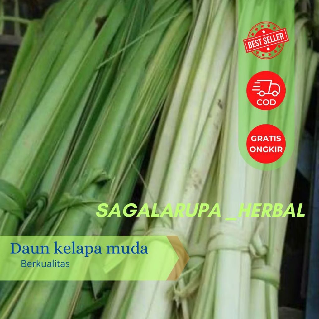 

DAUN KELAPA MUDA/JANUR UNTUK MEMBUAT KETUPAT 20 LEMBAR