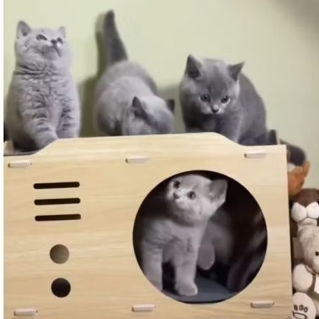 kucing bsh jantan dan betina / jucing british shorthair kitten