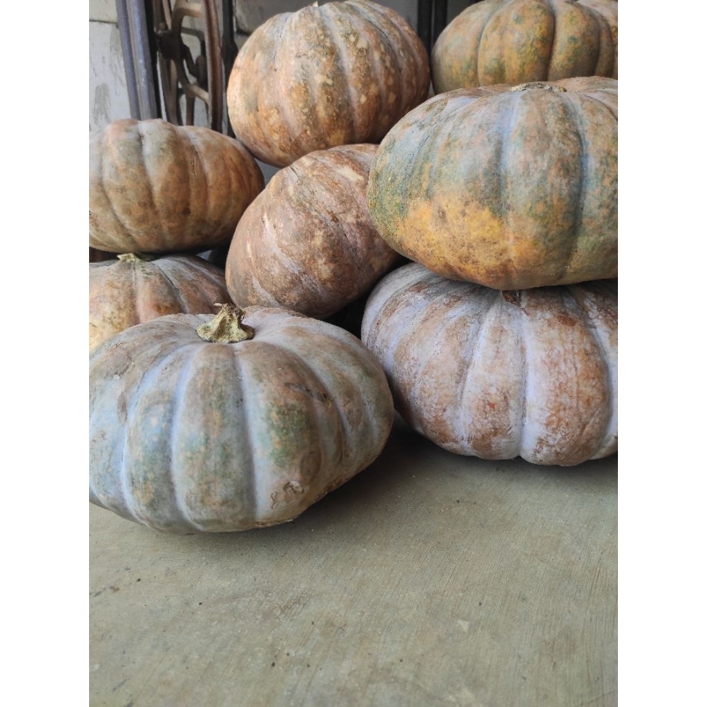 

labu parang suprema per 3kg