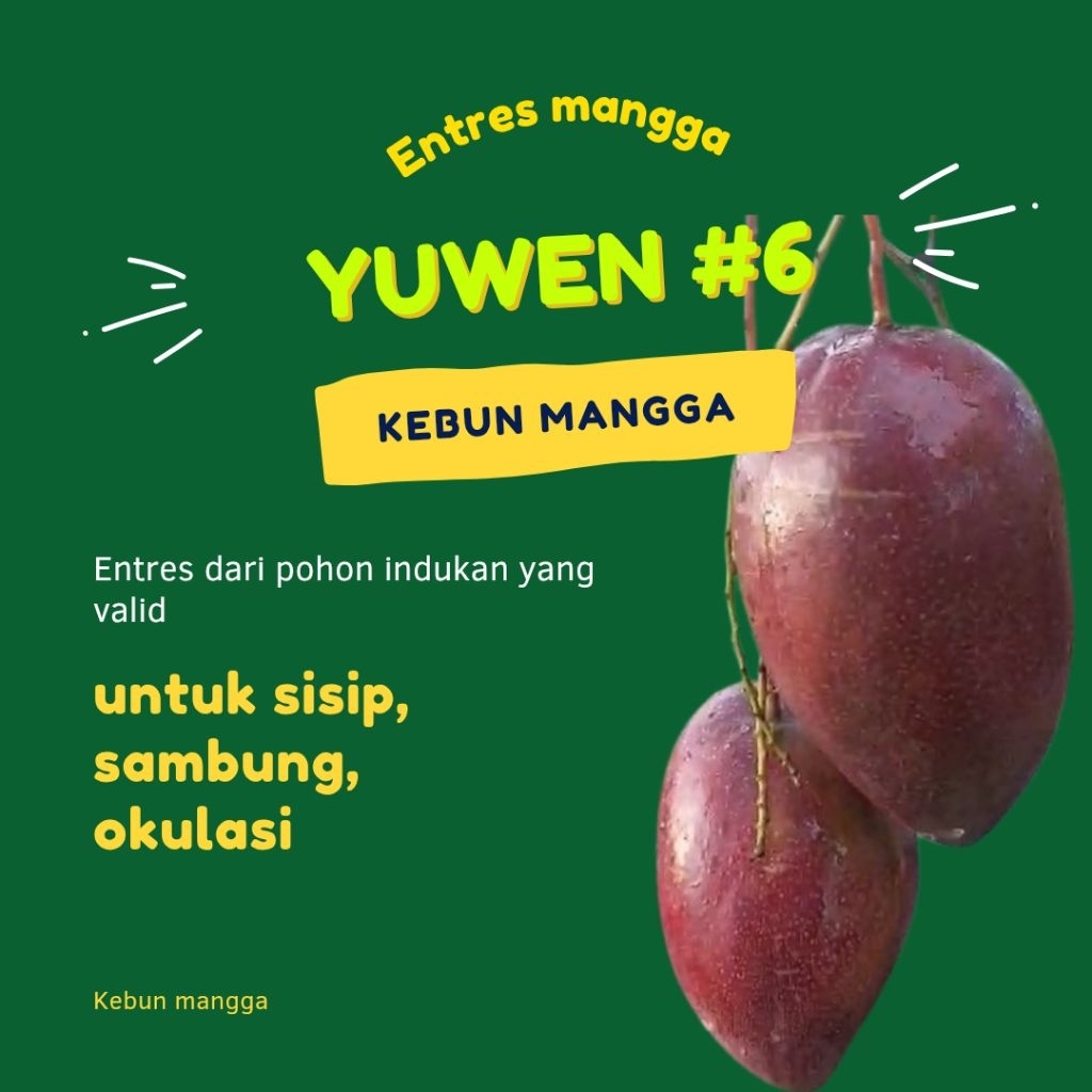ENTRES MANGGA YUWEN 1 BATANG