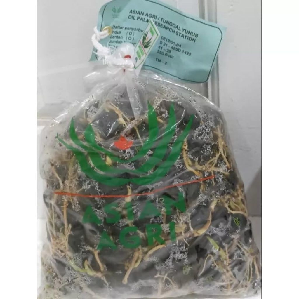 Bibit Benih Kecambah Sawit PPKS MEDAN