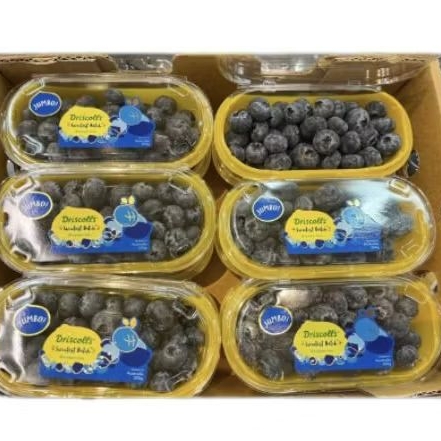 

Buah blueberry jumbo Driscoll jumbo manis Australia 200 gram
