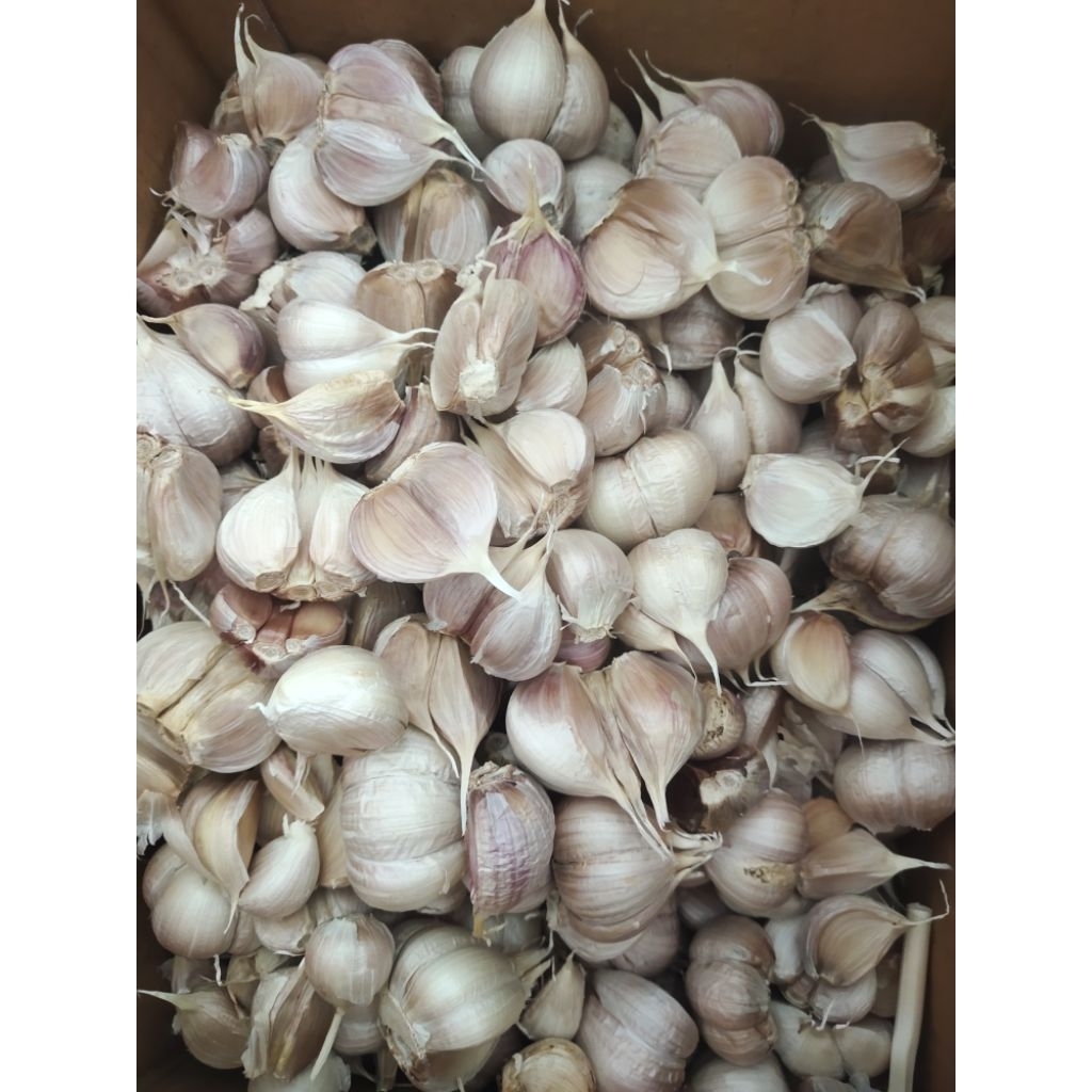 

BAWANG PUTIH KATING SUPER