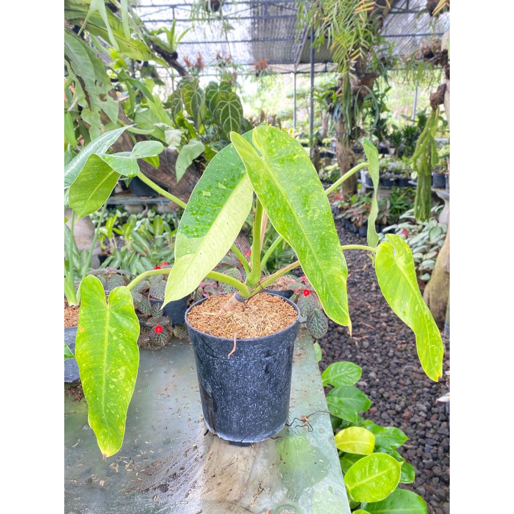 Tanaman hias philodendron jose buono varigata pot sedang