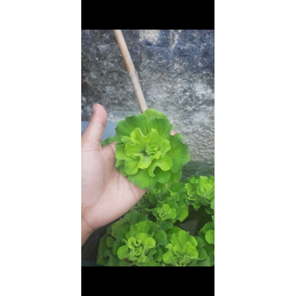 Kiambang Mawar / Apu apu Mawar Size S