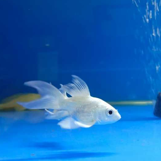 Ikan Butterfly Koi SB Platinum Import huidelong 7-9 cm