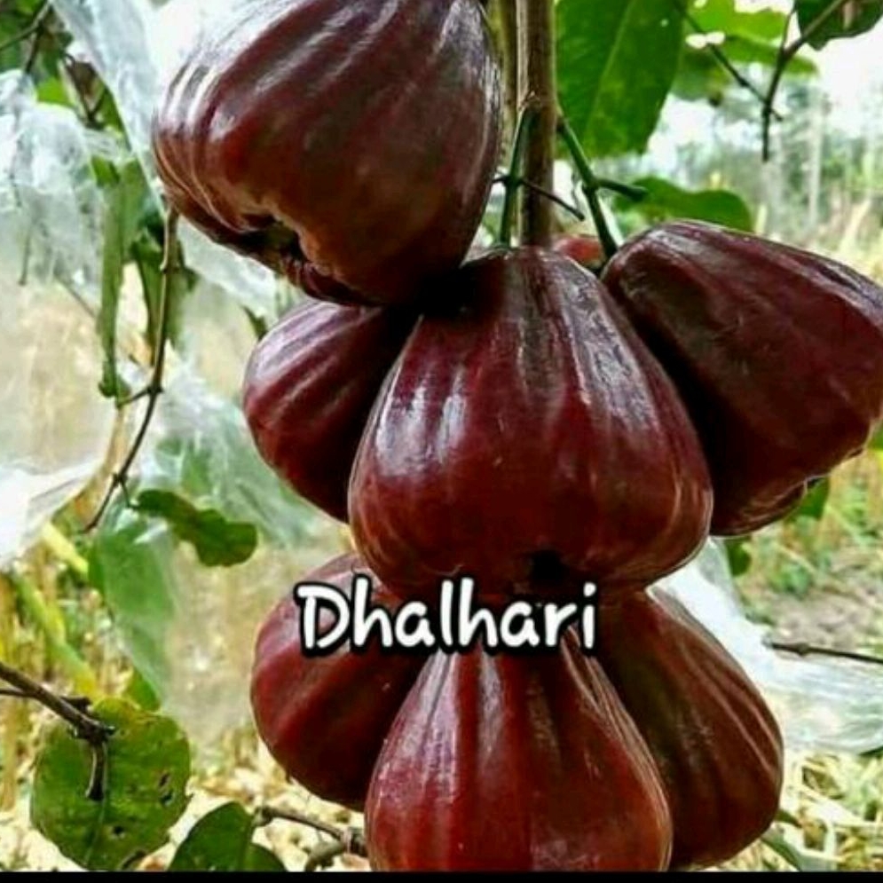 Bibit jambu air dalhari hasil okulasi siap berbunga