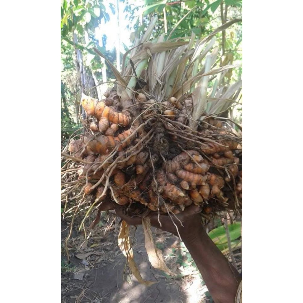 

KUNYIT SEGAR HARGA TERMURAH PER-1KG