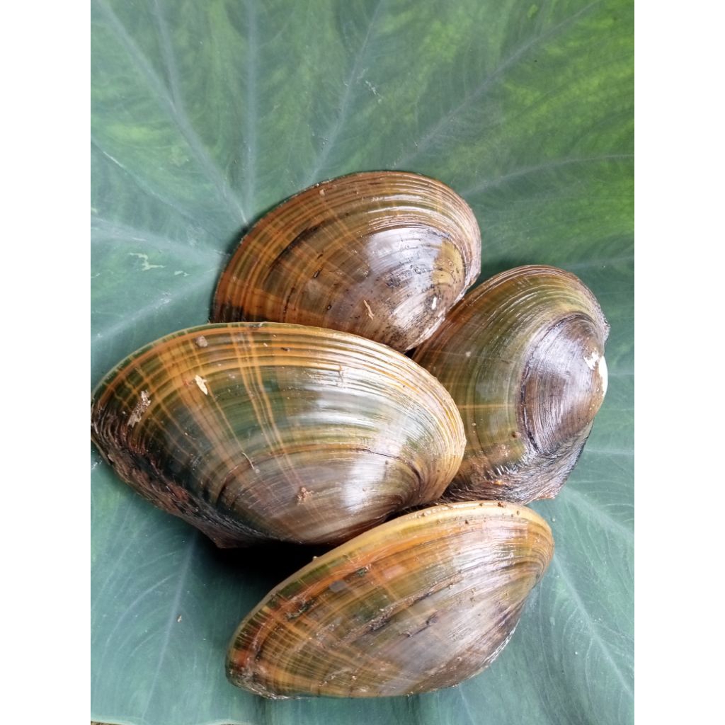 Kijing / Kerang Air Tawar Kerang Hijau / kijing Sawah / Toe / Hiasan Aquarium Aquascape