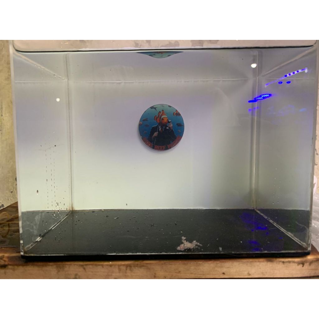 

Udang Penganten/ Harlequin Shrimp