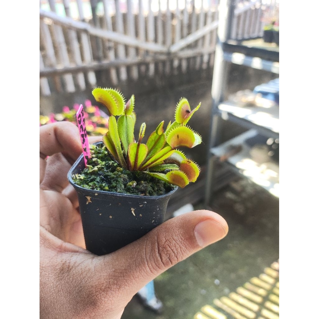 Dionaea Muscipula Red Dentate/Venus flytrap