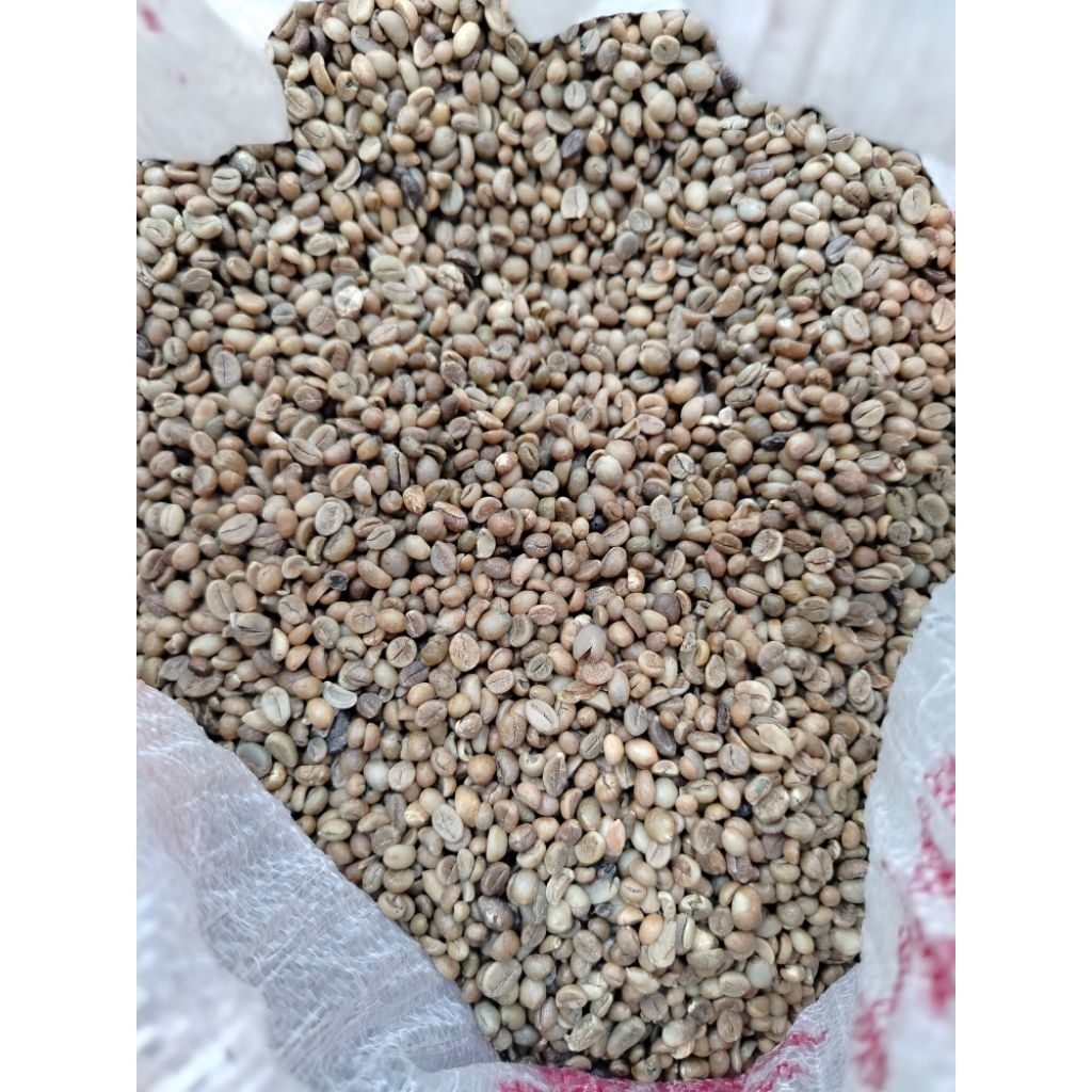 

robusta komersial