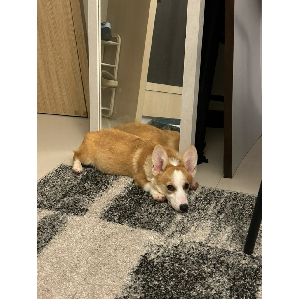 Anjing Corgi Stambum Vaksin