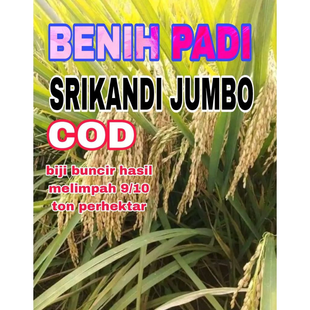 BENIH PADI 1KG SRIKANDI JUMBO BERSERTIFIKAT ORIGINAL
