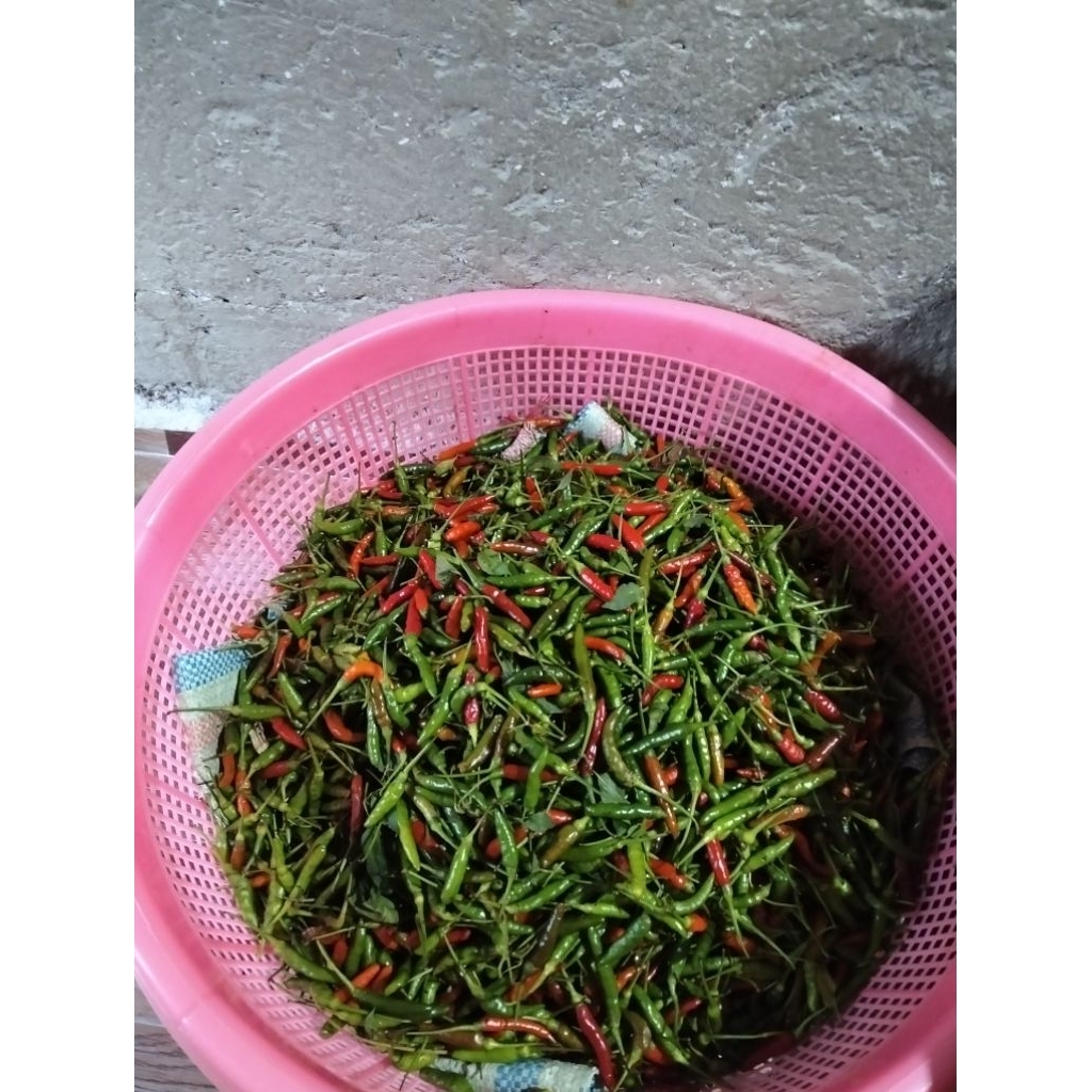 

cabe rawit kampung
