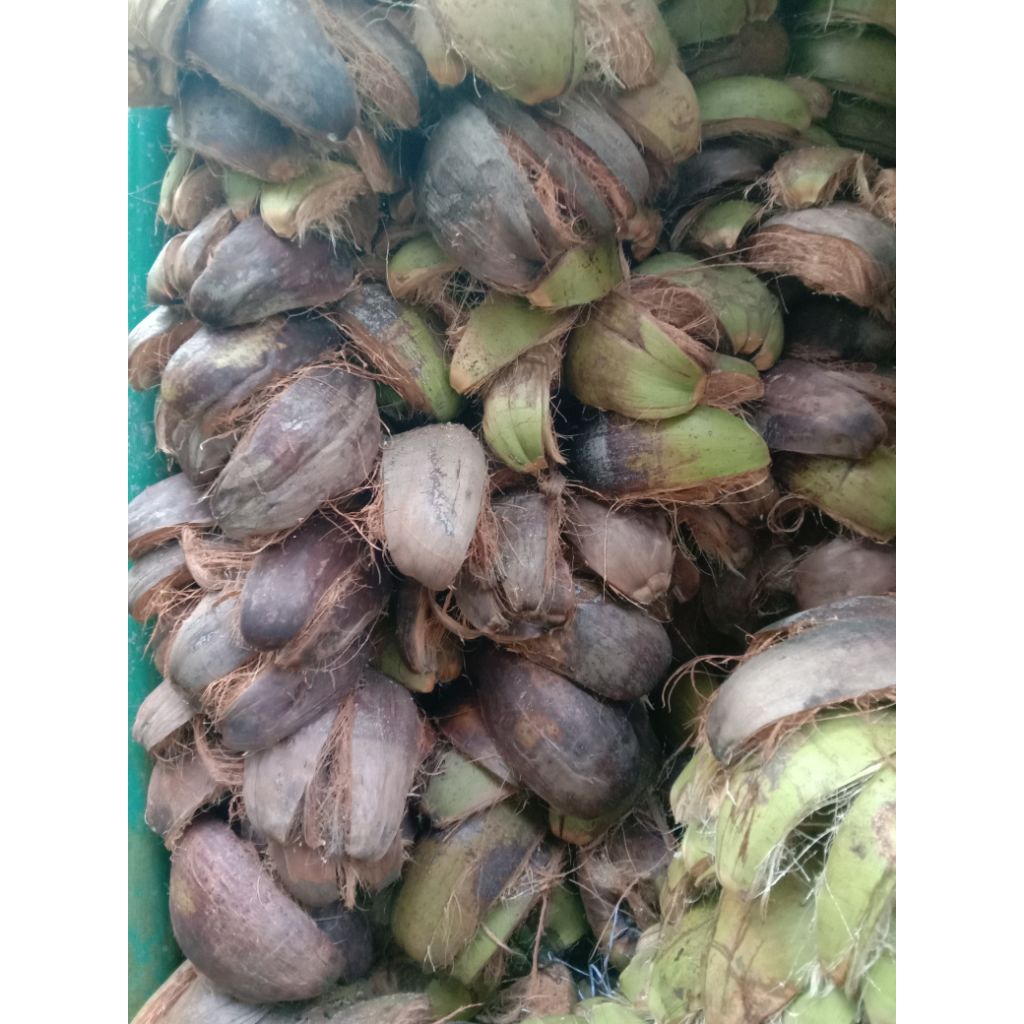 tapas kelapa/kulit kelapa