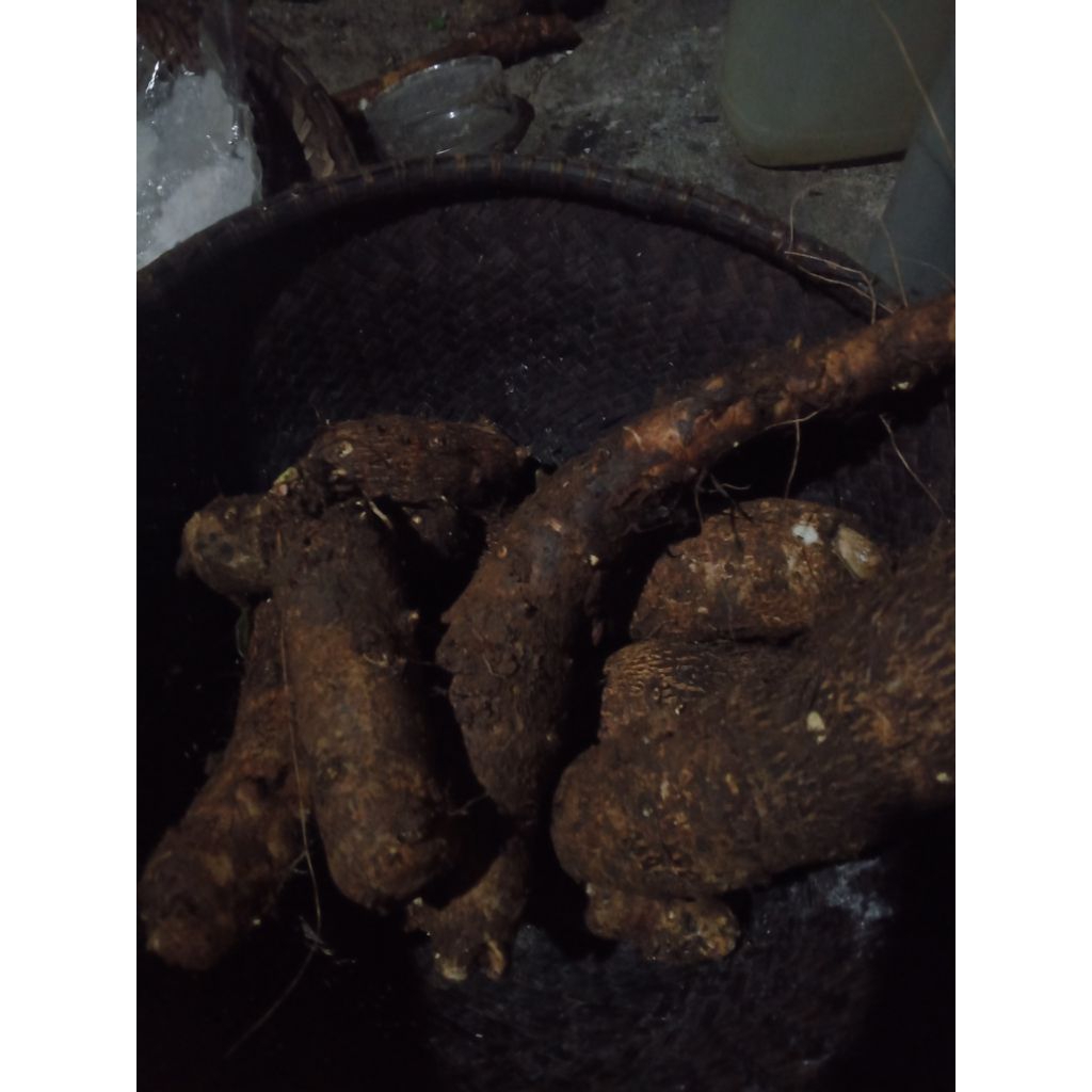 

Fresh Umbi Talas gajah / Mbote / Enthek 1kg