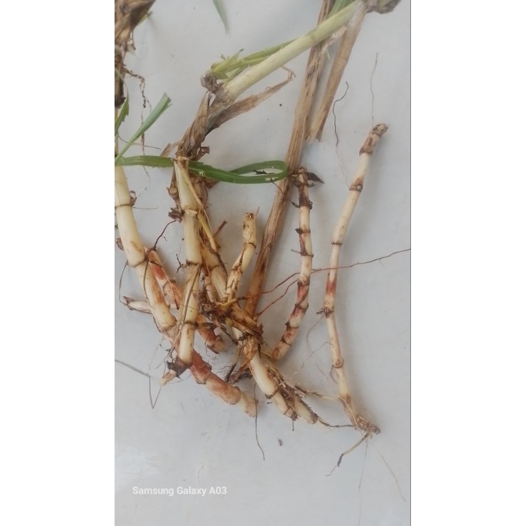 

Akar Alang-Alang Original 200Gr | Segar | Medan