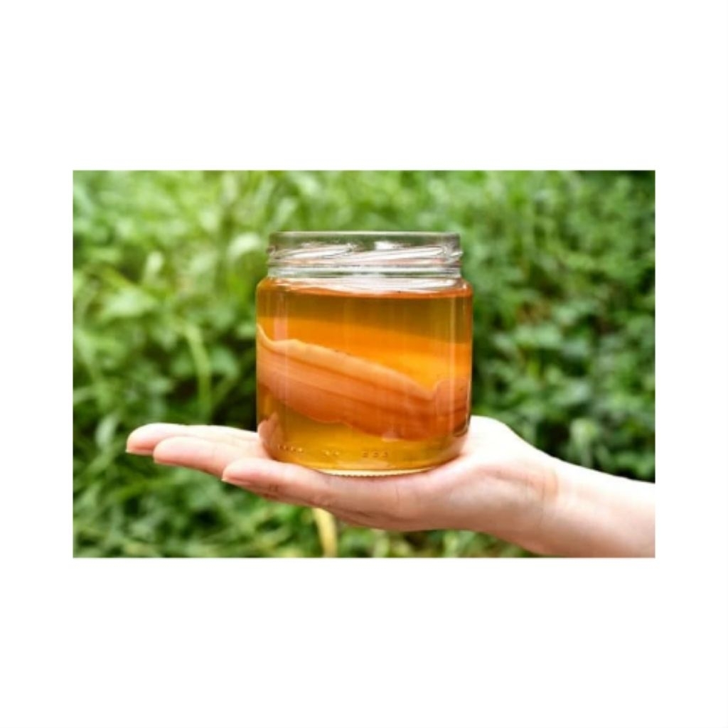 

TERMURAH | JAMUR SCOBY FREE STARTER KOMBUCHA