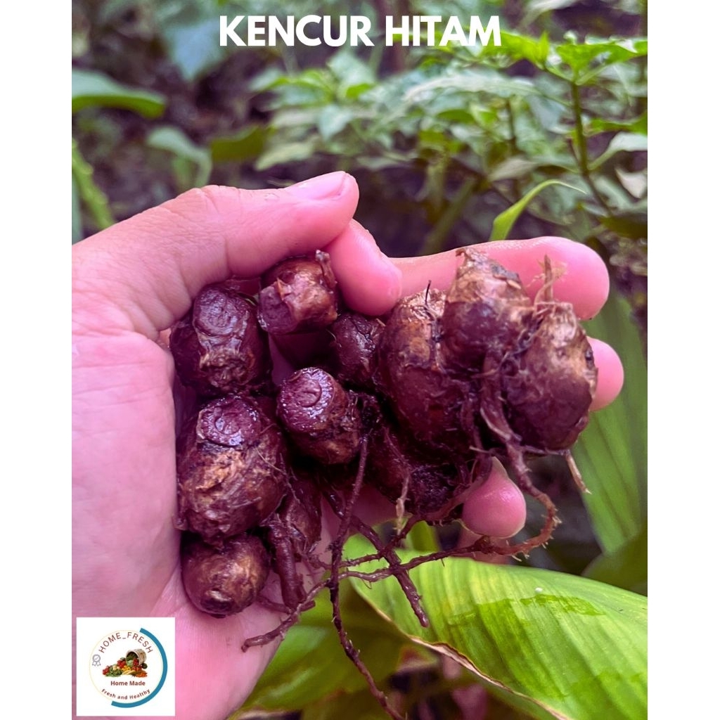 

Kencur Hitam Umbi Asli