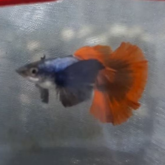 

Packing Sterofoam PRTDE Grade A