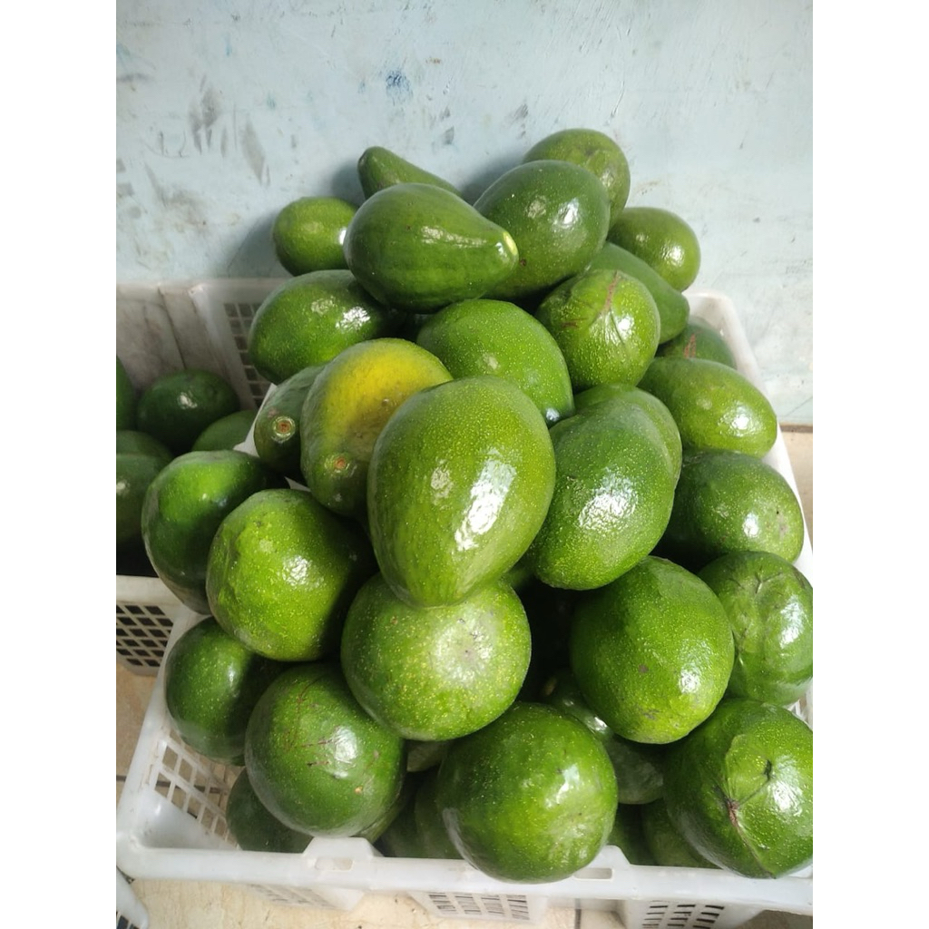 

alpukat mentega grade B (1 kg isi 2-3 buah)