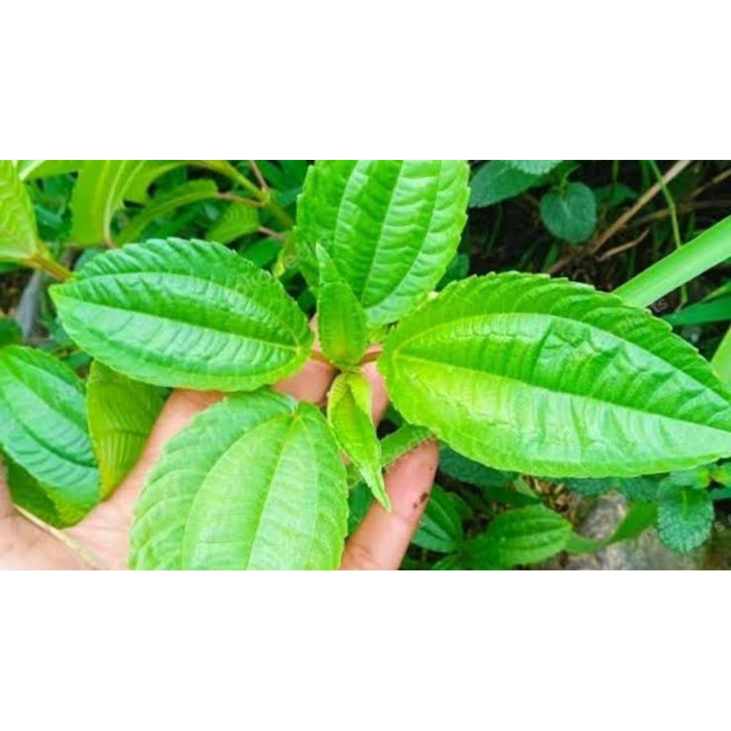 

Daun Pohpohan fresh organik baru petik 1 ikat