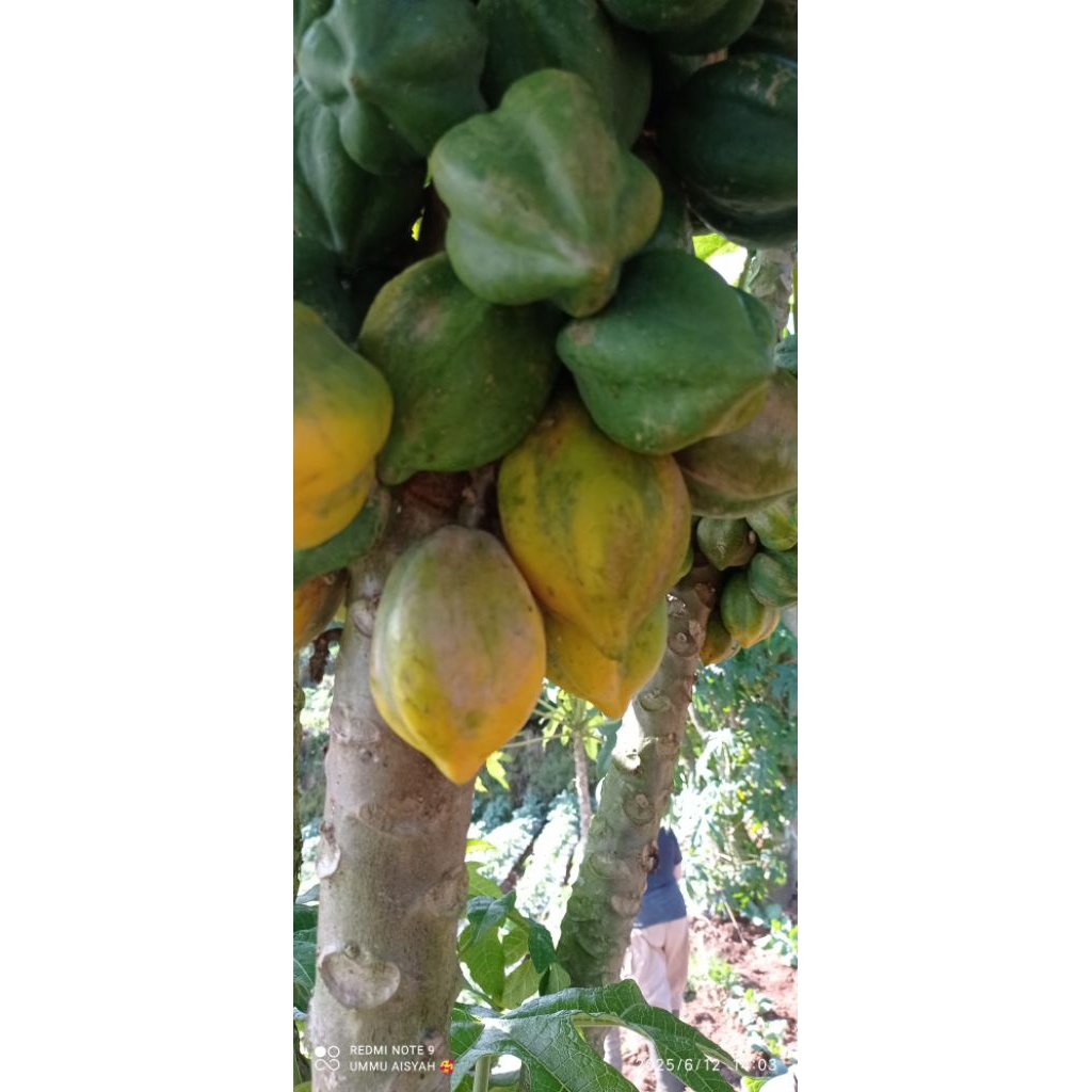 

Buah carica khas dieng kemasan 1kg