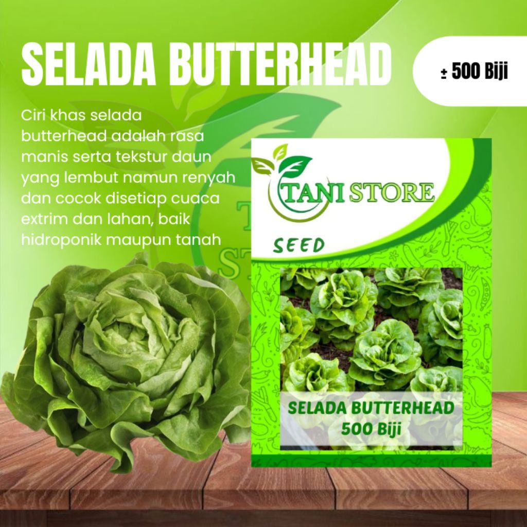 

Benih Selada Butterhead Repack ± 500 Butir