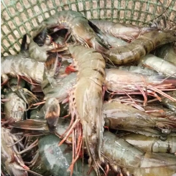 

udang pancet / udang windu fresh frozen