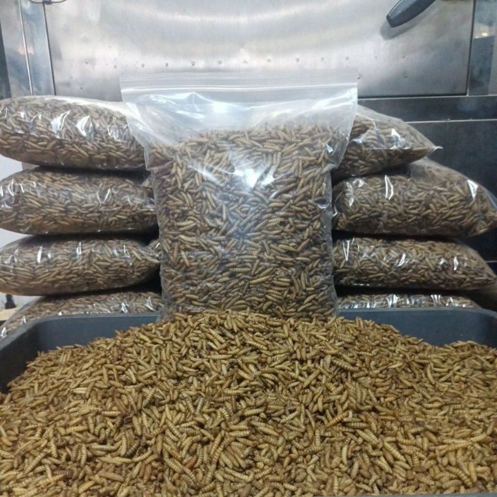 magot kering GRADE A+ kemasan 1kg