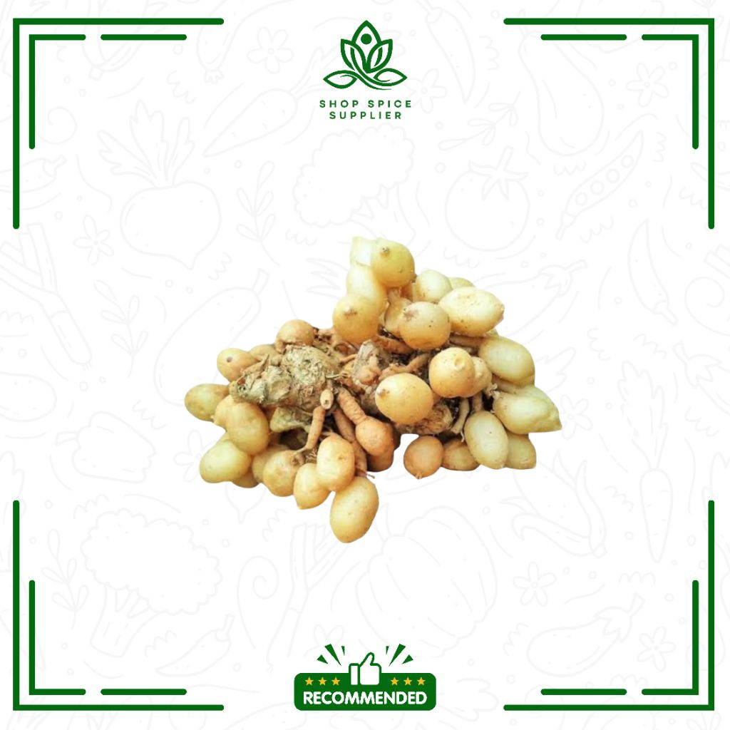 

Kunyit putih / kunyit gombyok / kunci pepet / Kaempferia rotunda segar - Spiceshop