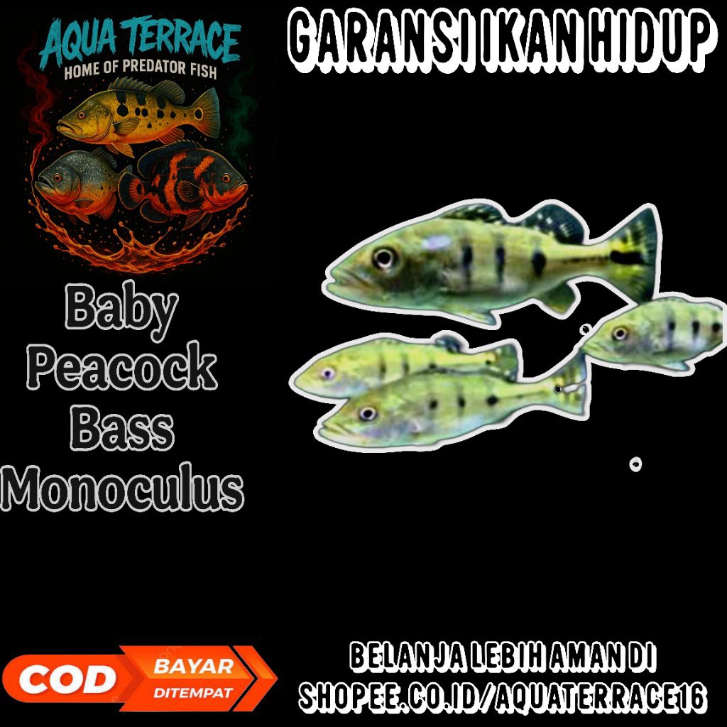 Baby Peacock Bass Monoculus 8-9cm