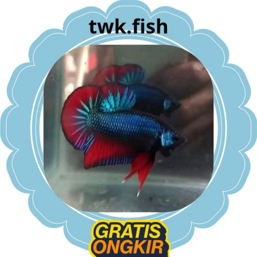 ikan cupang bagan aduan plakat besgel line galaxy multy