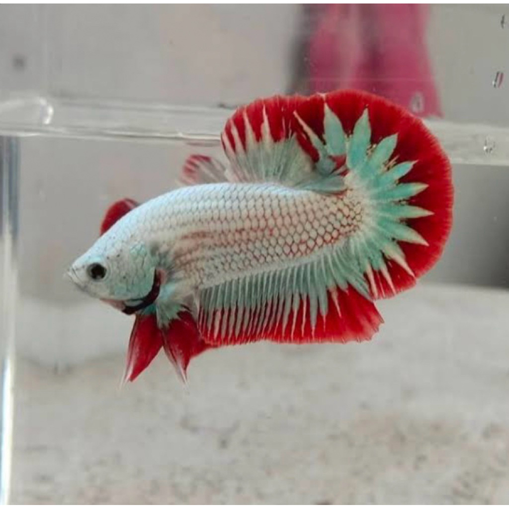 cupang red dragon snow grade A, warna paling bagus, kualitas paling istimewa