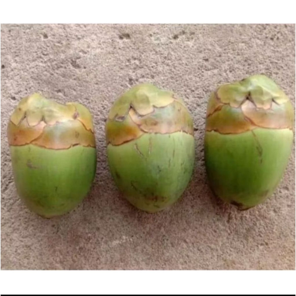 

Obat herbal diabetes cengkir, Bluruk tembuluk, Bluruk kelapa muda fresh, Per-10 biji