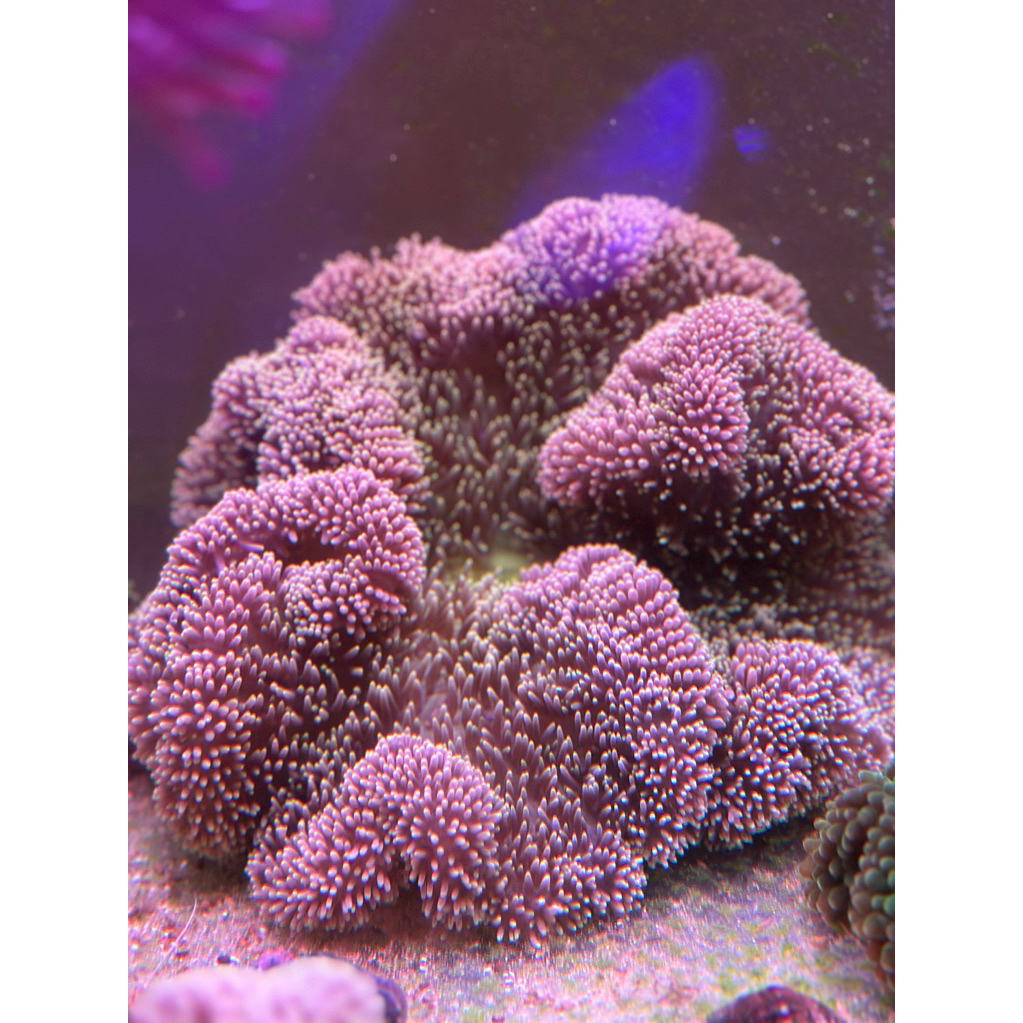 anemon karpet anemon rumah nemo rumah clownfish