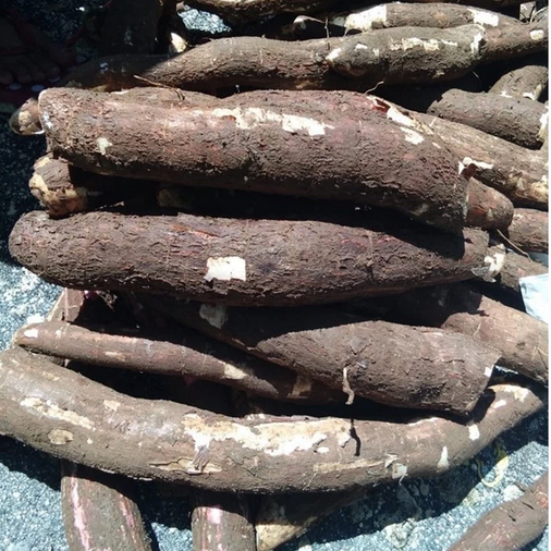 

5 Kg Singkong Mentega Mentah Langsung dari Kebun / Singkong Mentah 5 Kg