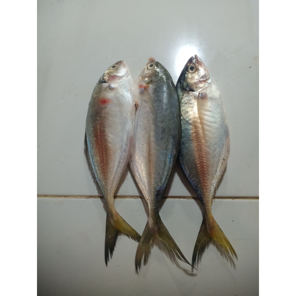 

Ikan Fresh / Ikan Wagat / Ikan Selar Berat 1kg Size 3-5