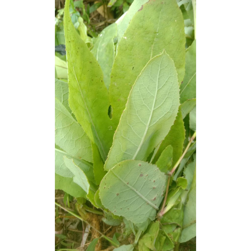 

daun tempuyung segar 100gr