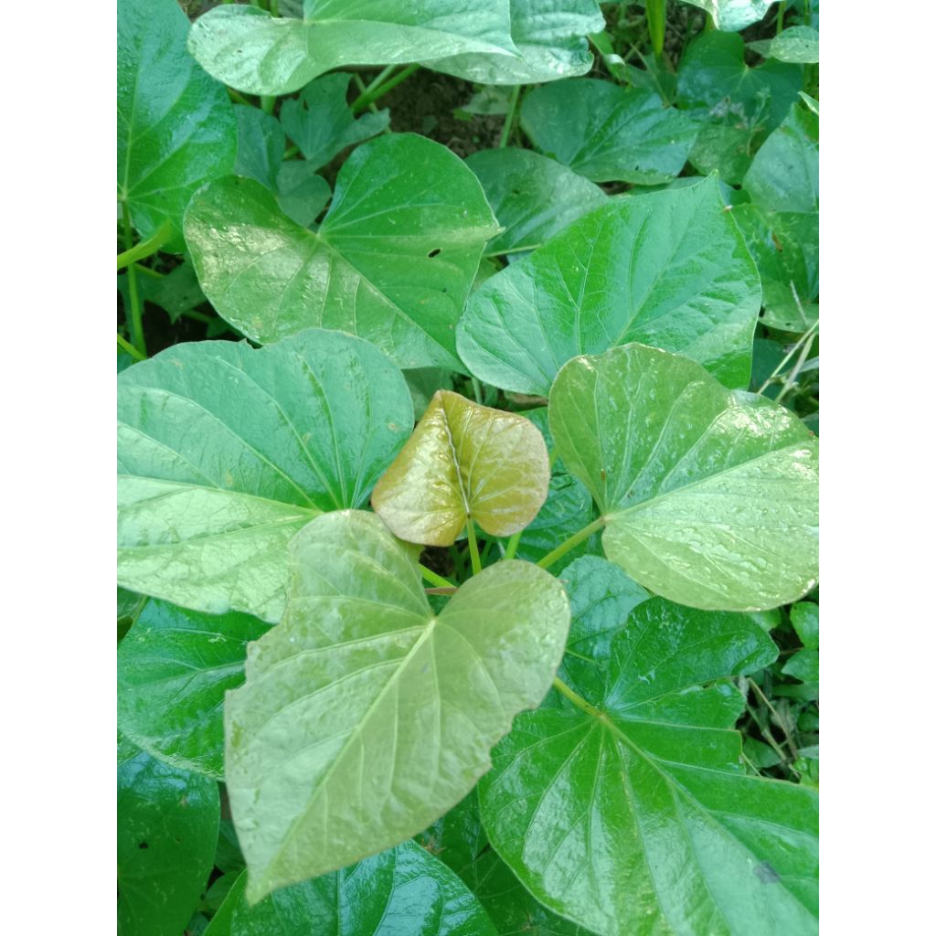 paket 10 batang bibit stek ubi jalar ubi Oren