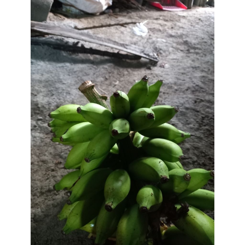 

pisang putri mulin 1 kg