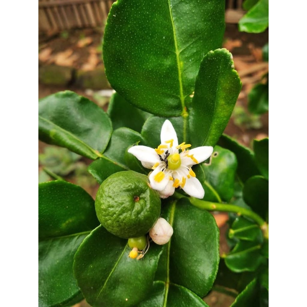 

Daun jeruk segar 50lembar/ langsung petik