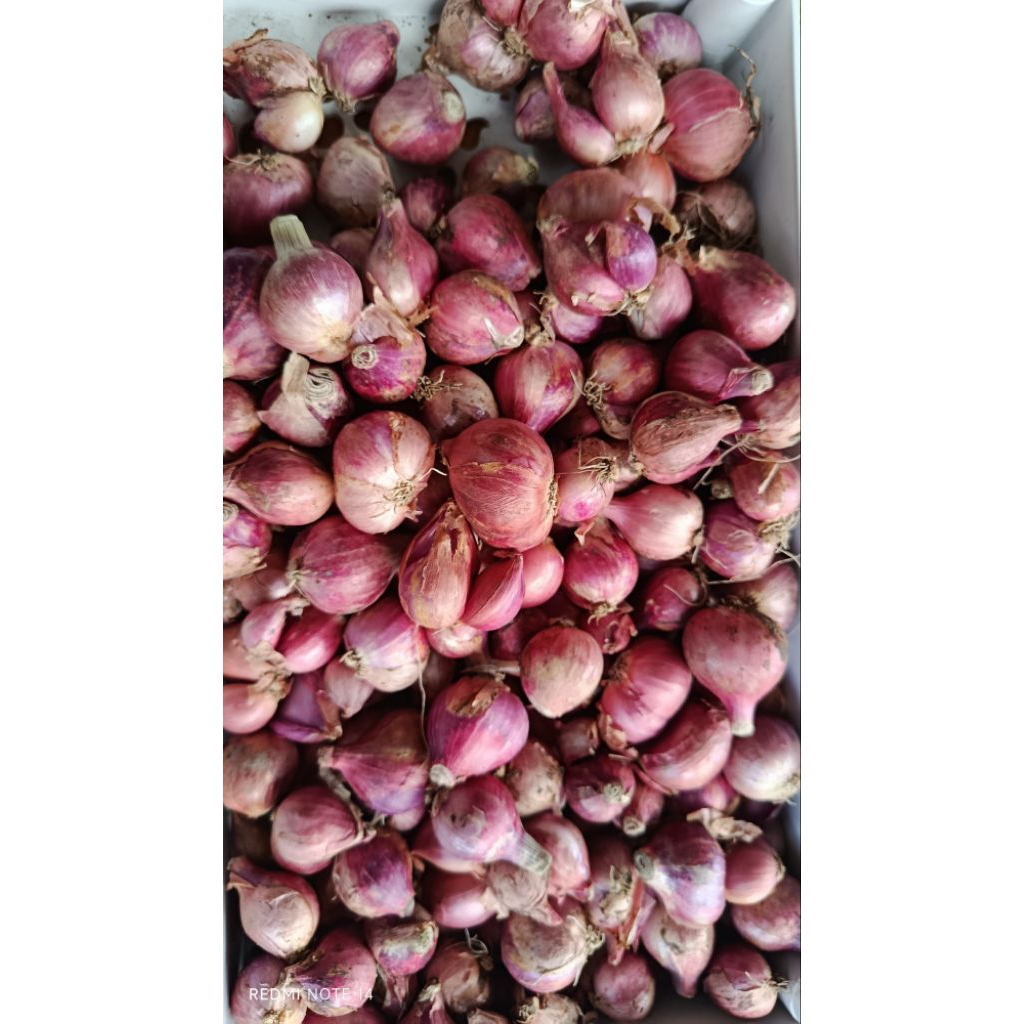 

BAWANG MERAH UKURAN SEDANG 1 KG - KHUSUS INSTAN SURABAYA