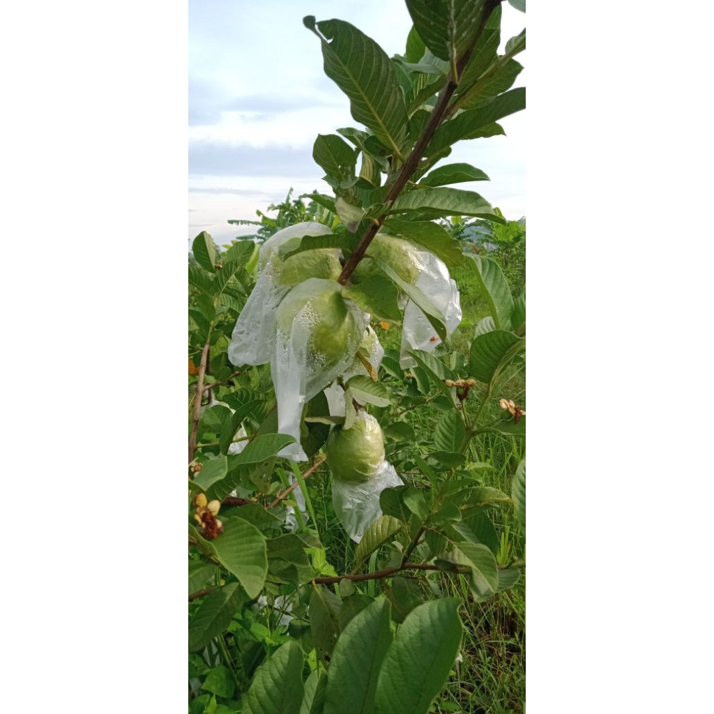 

Jambu Kristal Segar Enak Untuk Rujakan & Jus