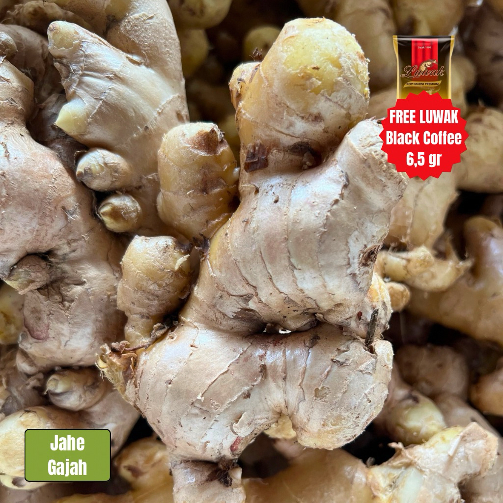 

Jahe Putih 1kg, Jahe Putih, Jahe Gajah Fresh