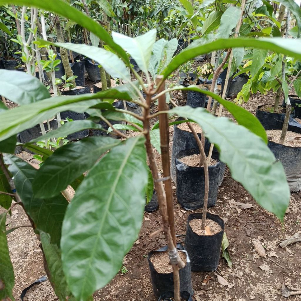 BIBIT ROSE SAPOTE