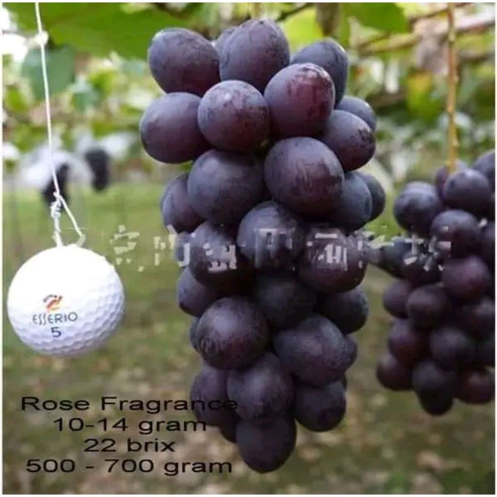 

bibit anggur varian fragrand rose